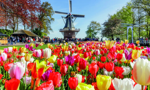 Jaarbeeld Molen liggend bloemen bloei tulpen Jaarbeeld Molen liggend bloemen bloei tulpen